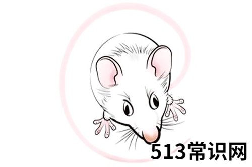 2020年属鼠本命年要穿什么颜色