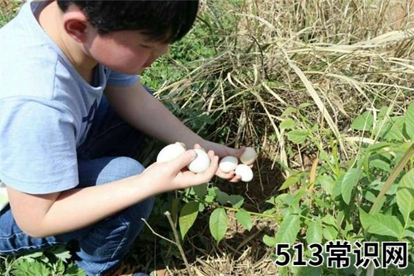 夢見拾雞蛋_做夢夢到拾雞蛋是什么意思