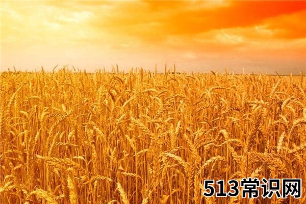 梦见麦地_做梦梦到麦地是什么意思