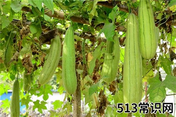 梦见丝瓜_做梦梦到丝瓜是什么意思