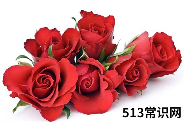 梦见玫瑰花_做梦梦到玫瑰花是什么意思