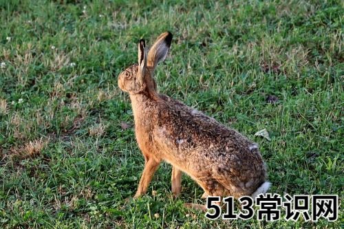 属兔的和什么生肖在一起最倒霉