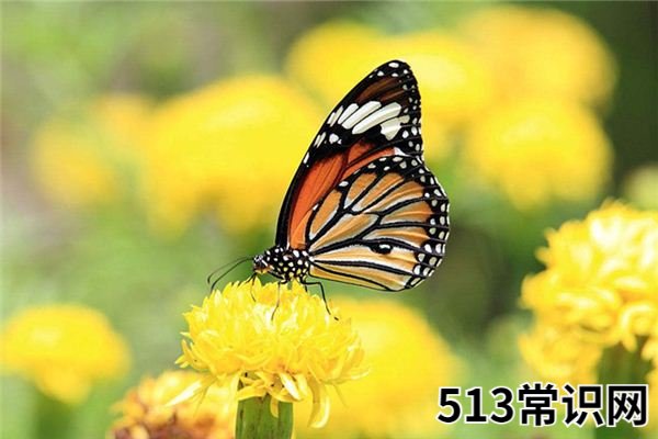 梦见蝴蝶_做梦梦到蝴蝶是什么意思