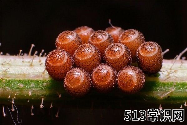 梦见虫卵_做梦梦到虫卵是什么意思