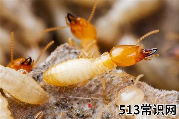 梦见白蚁、白蚂蚁_做梦梦到白蚁、白蚂蚁是什么意思