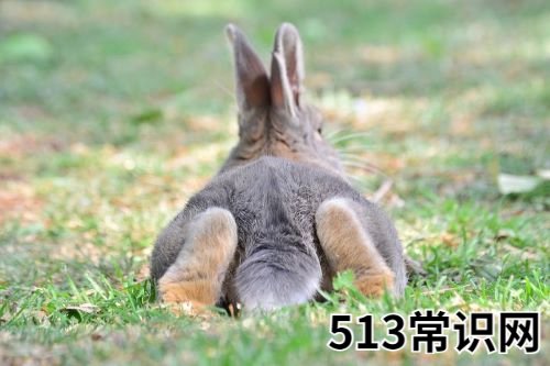 属兔的偏财位在哪里
