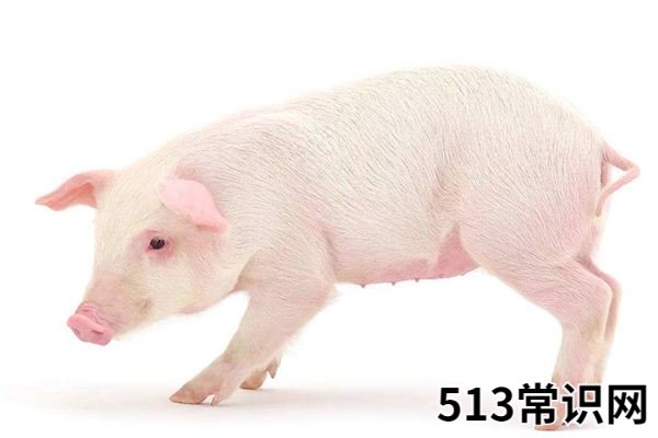 梦见白猪_做梦梦到白猪是什么意思