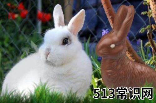 2011属兔的40岁以后命运如何