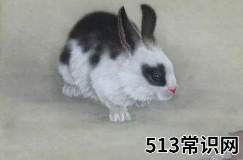 11年属兔人三大坎是什么