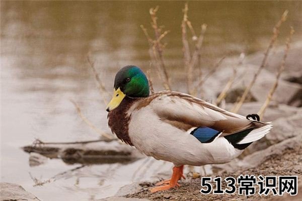 梦见野鸭_做梦梦到野鸭是什么意思