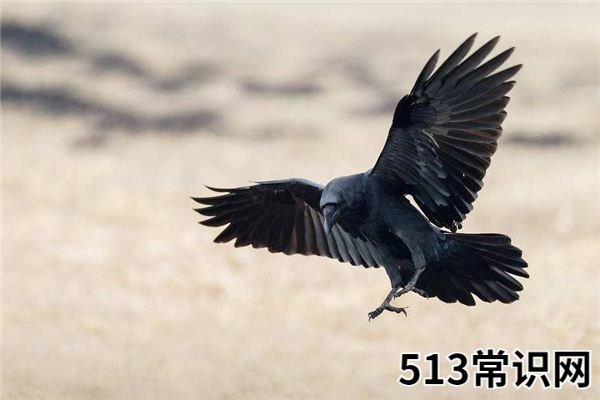 梦见乌鸦、乌鹊_做梦梦到乌鸦、乌鹊是什么意思