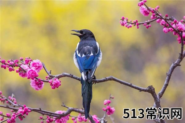 梦见喜鹊_做梦梦到喜鹊是什么意思