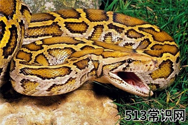 梦见巨蟒_做梦梦到巨蟒是什么意思