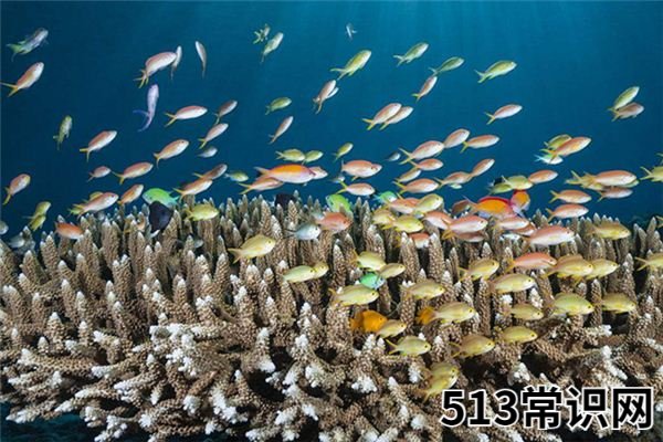 梦见很多鱼_做梦梦到很多鱼是什么意思