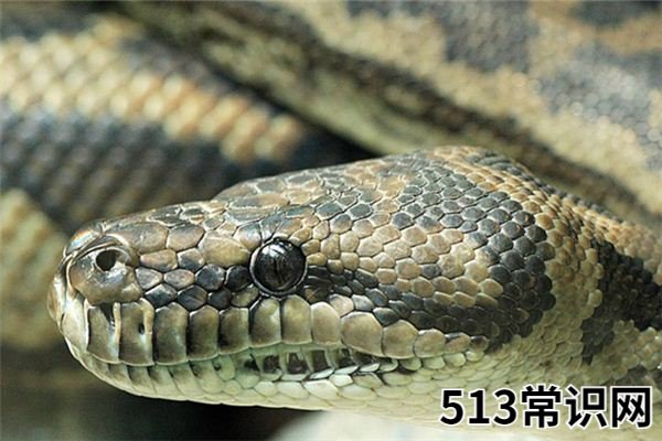 梦见蟒蛇_做梦梦到蟒蛇是什么意思