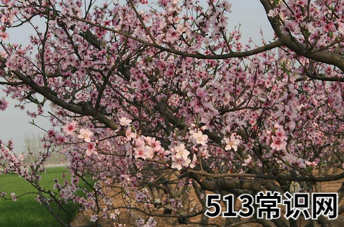 属羊的桃花运在哪年